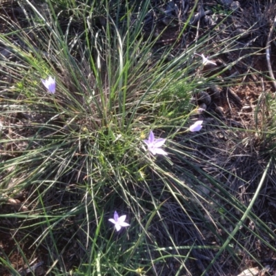 Wahlenbergia sp. (Bluebell) at Hughes, ACT - 31 Mar 2020 by jennyt