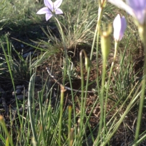 Wahlenbergia sp. at Hughes, ACT - 31 Mar 2020