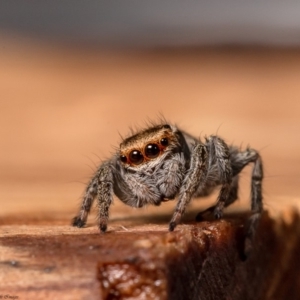 Maratus scutulatus at Macgregor, ACT - 31 Mar 2020 05:16 PM