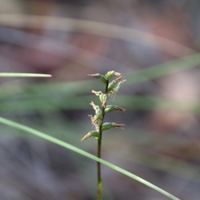 Corunastylis clivicola (Rufous midge orchid) at Hackett, ACT - 31 Mar 2020 by petersan