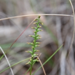 Corunastylis clivicola (Rufous midge orchid) at Hackett, ACT - 31 Mar 2020 by petersan