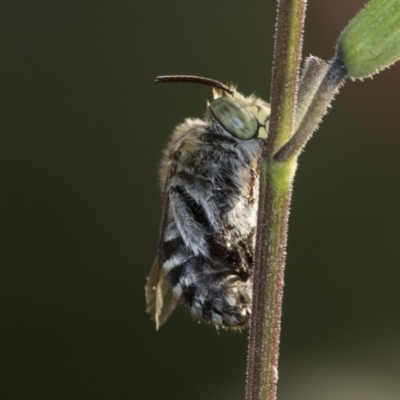 Amegilla sp. (genus) (Blue Banded Bee) at Higgins, ACT - 31 Mar 2020 by AlisonMilton