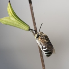 Amegilla sp. (genus) at Higgins, ACT - 31 Mar 2020