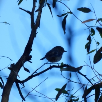 Petroica rosea (Rose Robin) at Deakin, ACT - 31 Mar 2020 by Ct1000