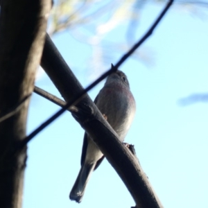 Petroica rosea at Deakin, ACT - 31 Mar 2020