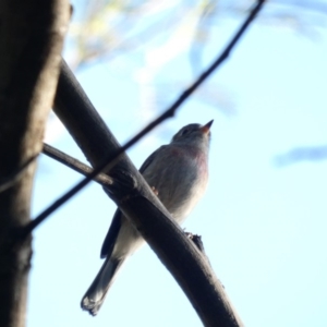 Petroica rosea at Deakin, ACT - 31 Mar 2020