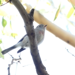 Petroica rosea at Deakin, ACT - 31 Mar 2020