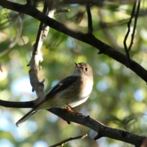 Petroica rosea at Deakin, ACT - 31 Mar 2020