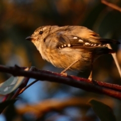 Pardalotus punctatus at Deakin, ACT - 31 Mar 2020