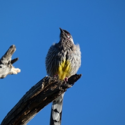 Anthochaera carunculata (Red Wattlebird) at Deakin, ACT - 31 Mar 2020 by Ct1000