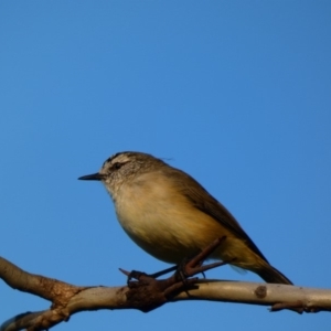 Acanthiza chrysorrhoa at Deakin, ACT - 31 Mar 2020