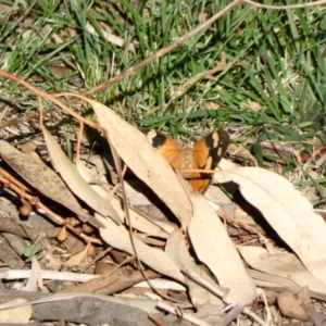 Heteronympha merope at Deakin, ACT - 31 Mar 2020