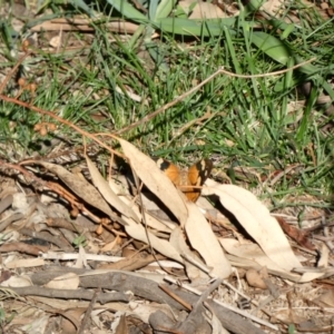 Heteronympha merope at Deakin, ACT - 31 Mar 2020