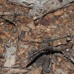 Orthetrum caledonicum (Blue Skimmer) at Hughes, ACT - 30 Mar 2020 by JackyF