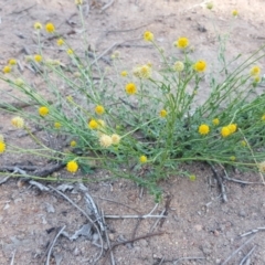 Calotis lappulacea (Yellow Burr Daisy) at Isaacs Ridge and Nearby - 31 Mar 2020 by Mike