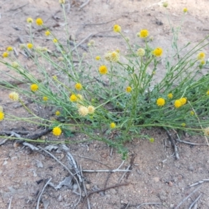 Calotis lappulacea at Isaacs Ridge - 31 Mar 2020