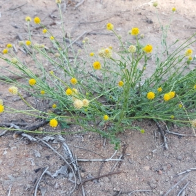 Calotis lappulacea (Yellow Burr Daisy) at Isaacs Ridge and Nearby - 31 Mar 2020 by Mike