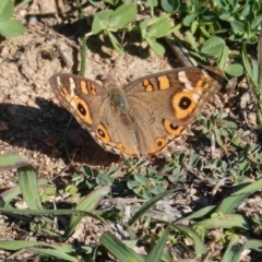 Junonia villida (Meadow Argus) at Deakin, ACT - 31 Mar 2020 by JackyF