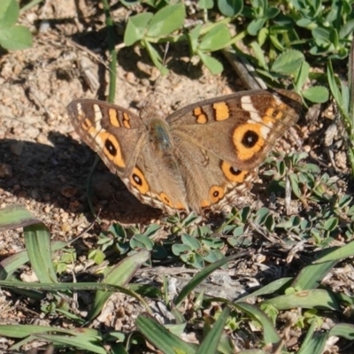 Junonia villida (Meadow Argus) at Deakin, ACT - 31 Mar 2020 by JackyF