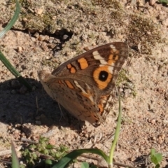 Junonia villida at Deakin, ACT - 31 Mar 2020