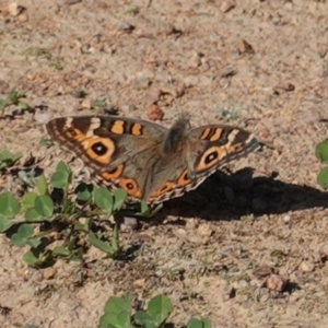 Junonia villida at Deakin, ACT - 31 Mar 2020