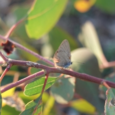 Zizina otis (Common Grass-Blue) at Deakin, ACT - 28 Mar 2020 by JackyF