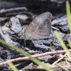 Heteronympha merope (Common Brown Butterfly) at Dunlop, ACT - 14 Feb 2020 by AlisonMilton