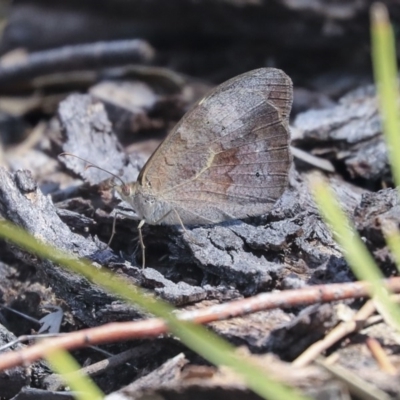 Heteronympha merope (Common Brown Butterfly) at Dunlop, ACT - 14 Feb 2020 by AlisonMilton