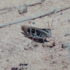 Gastrimargus musicus (Yellow-winged Locust or Grasshopper) at Dunlop, ACT - 14 Feb 2020 by AlisonMilton