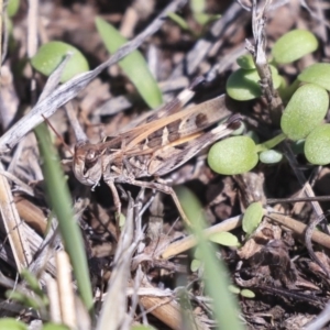 Oedaleus australis at Dunlop, ACT - 14 Feb 2020