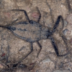 Laccotrephes tristis (Water Scorpion or Toe-biter) at Bruce, ACT - 10 Feb 2019 by Bron