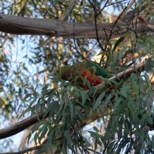 Alisterus scapularis at Deakin, ACT - 28 Mar 2020