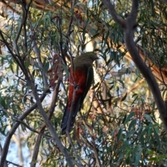 Alisterus scapularis at Deakin, ACT - 28 Mar 2020