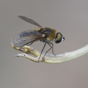 Comptosia sp. (genus) at Dunlop, ACT - 14 Feb 2020