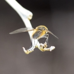 Comptosia (genus) at Dunlop, ACT - 14 Feb 2020 12:26 PM