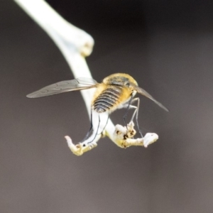 Comptosia (genus) at Dunlop, ACT - 14 Feb 2020 12:26 PM