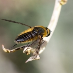 Comptosia (genus) at Dunlop, ACT - 14 Feb 2020 12:26 PM