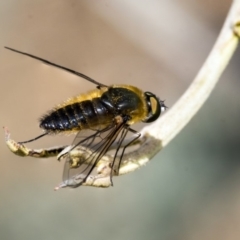 Comptosia sp. (genus) at Dunlop, ACT - 14 Feb 2020