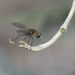 Comptosia (genus) at Dunlop, ACT - 14 Feb 2020 12:26 PM