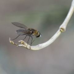 Comptosia sp. (genus) at Dunlop, ACT - 14 Feb 2020