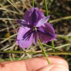 Arthropodium fimbriatum (Nodding Chocolate Lily) at Kambah, ACT - 31 Mar 2020 by HelenCross