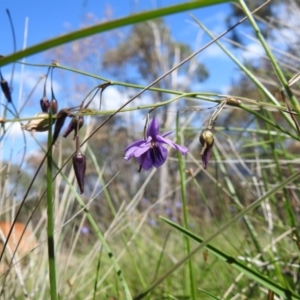 Arthropodium fimbriatum at Kambah, ACT - 31 Mar 2020 02:17 PM