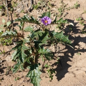 Solanum cinereum at Deakin, ACT - 31 Mar 2020 04:09 PM