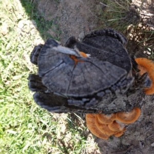 Trametes coccinea at Deakin, ACT - 31 Mar 2020