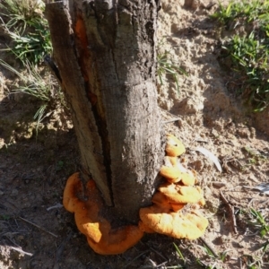 Trametes coccinea at Deakin, ACT - 31 Mar 2020