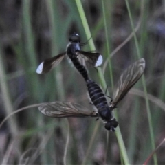 Comptosia apicalis (A bee fly) at Stranger Pond - 31 Mar 2020 by JohnBundock