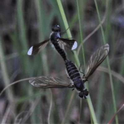 Comptosia apicalis (A bee fly) at Bonython, ACT - 31 Mar 2020 by JohnBundock