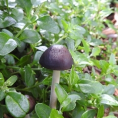 Oudemansiella 'radicata group' (Rooting shank) at Kambah, ACT - 29 Mar 2020 by HelenCross