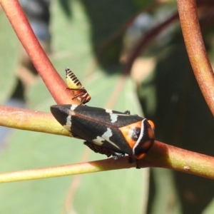 Eurymeloides pulchra at Kambah, ACT - 30 Mar 2020