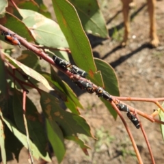 Eurymeloides pulchra at Kambah, ACT - 30 Mar 2020